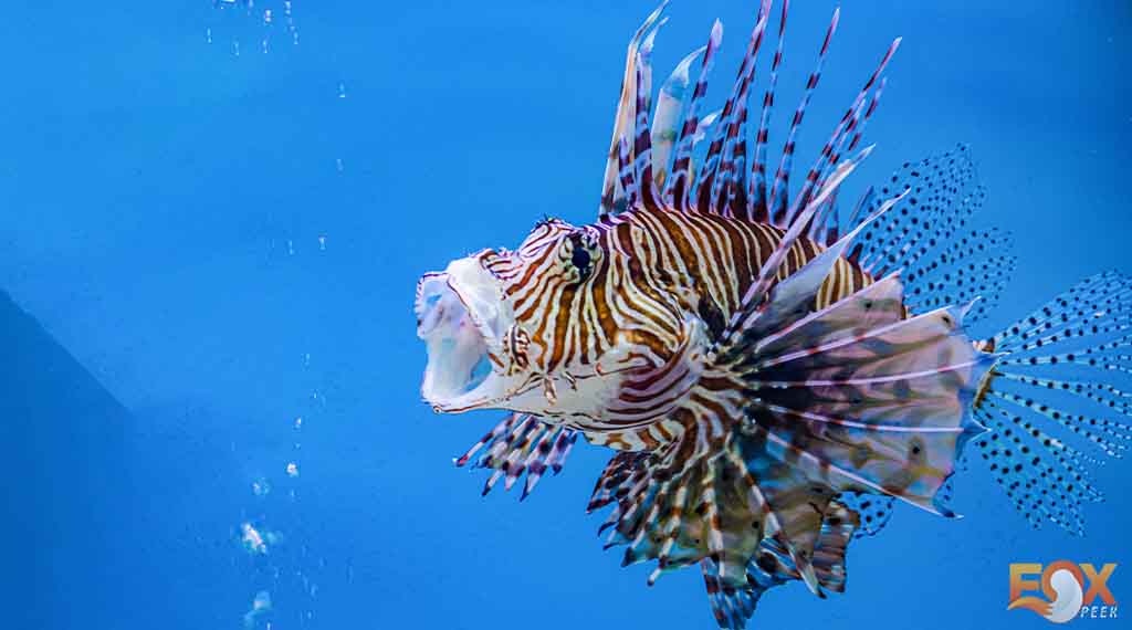 Top 10 dangerous fish you don't want to meet while fishing