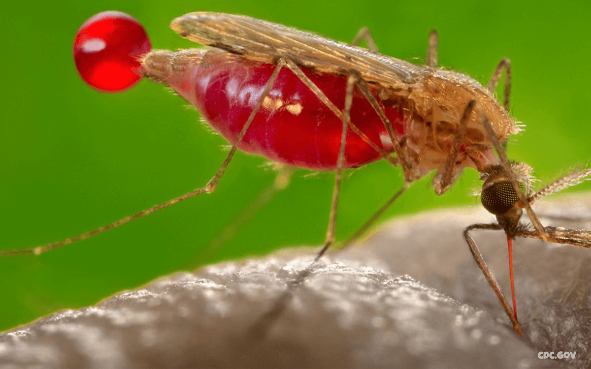 Malaria - Top 10 Worst Pandemics In History