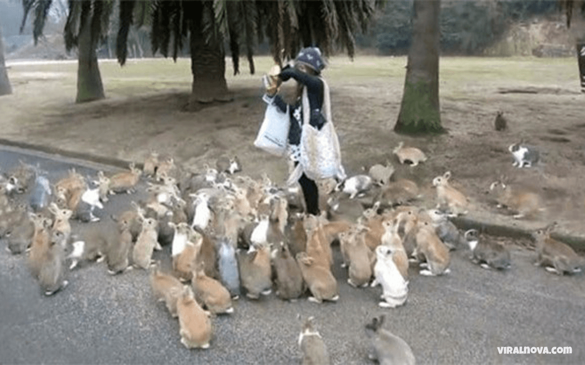 Ōkunoshima Island - 25 Things You Can Find On These 25 Bizarre Islands That Seem To Freaky To Be Real