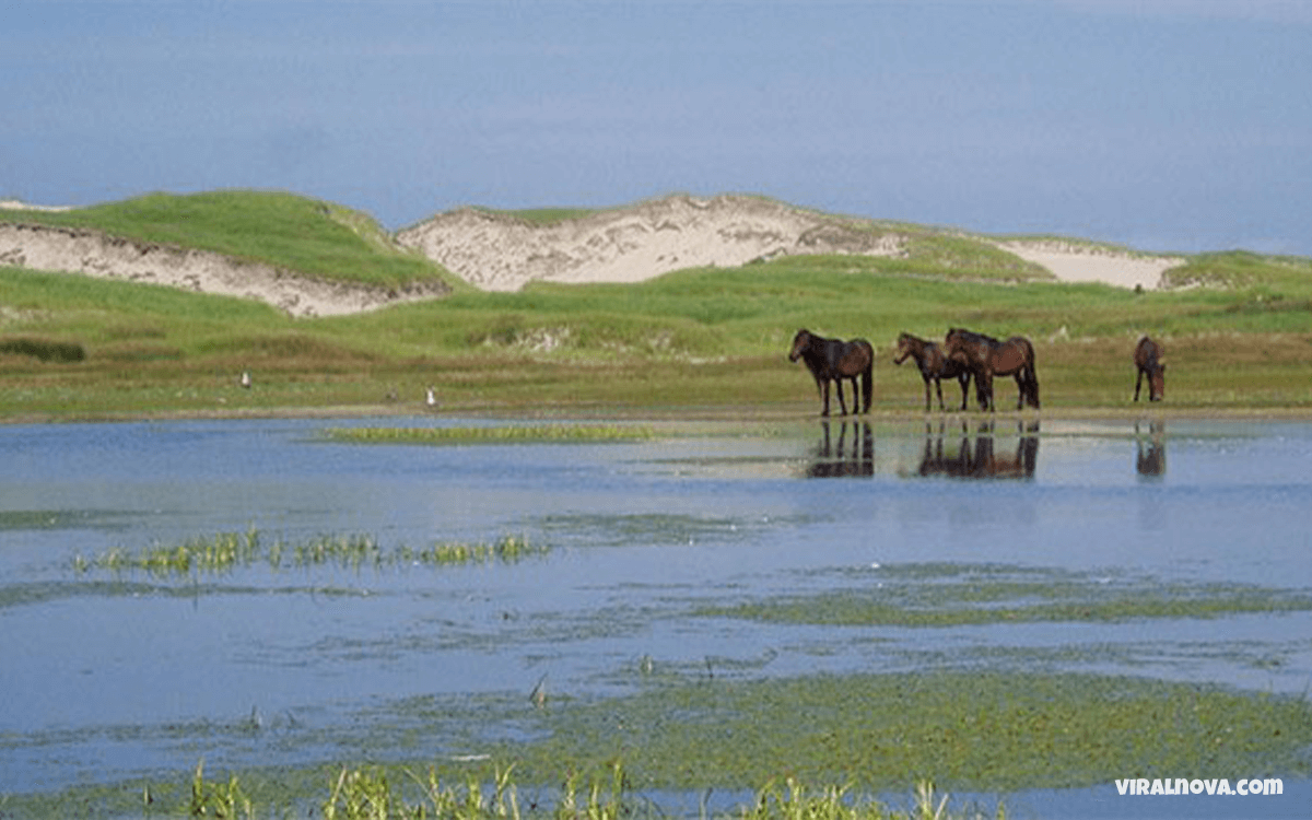 Sable Island - 25 Things You Can Find On These 25 Bizarre Islands That Seem To Freaky To Be Real