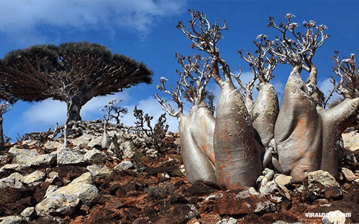 Socotra - 25 Things You Can Find On These 25 Bizarre Islands That Seem To Freaky To Be Real