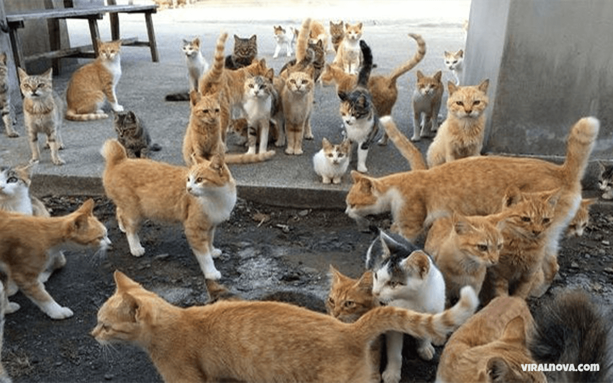 Tashirojima Island - 25 Things You Can Find On These 25 Bizarre Islands That Seem To Freaky To Be Real